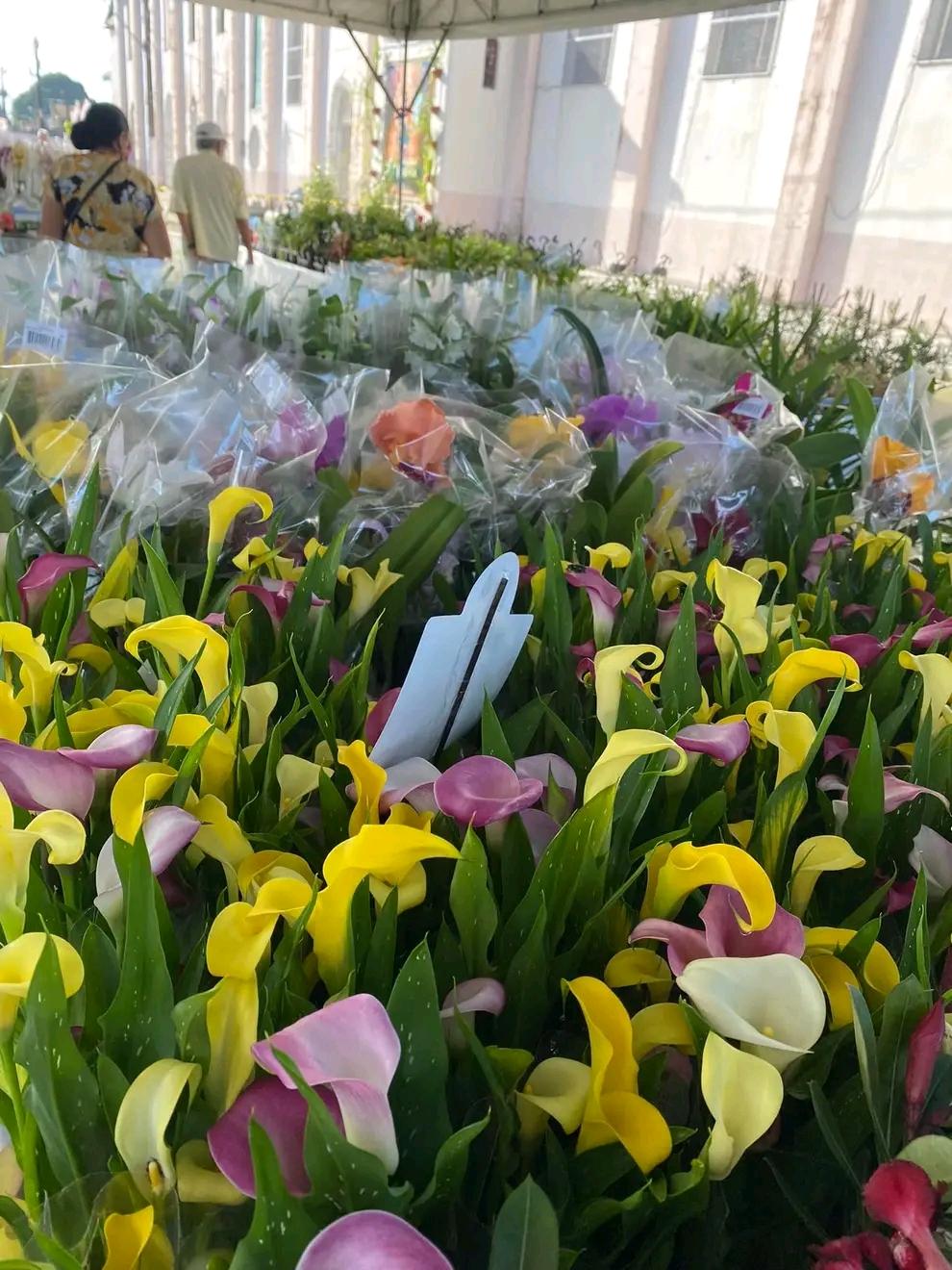 Começa hoje na praça da Matriz a II feira de flores de Holambra 