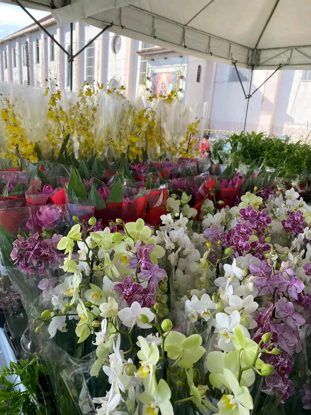 Começa hoje na praça da Matriz a II feira de flores de Holambra 