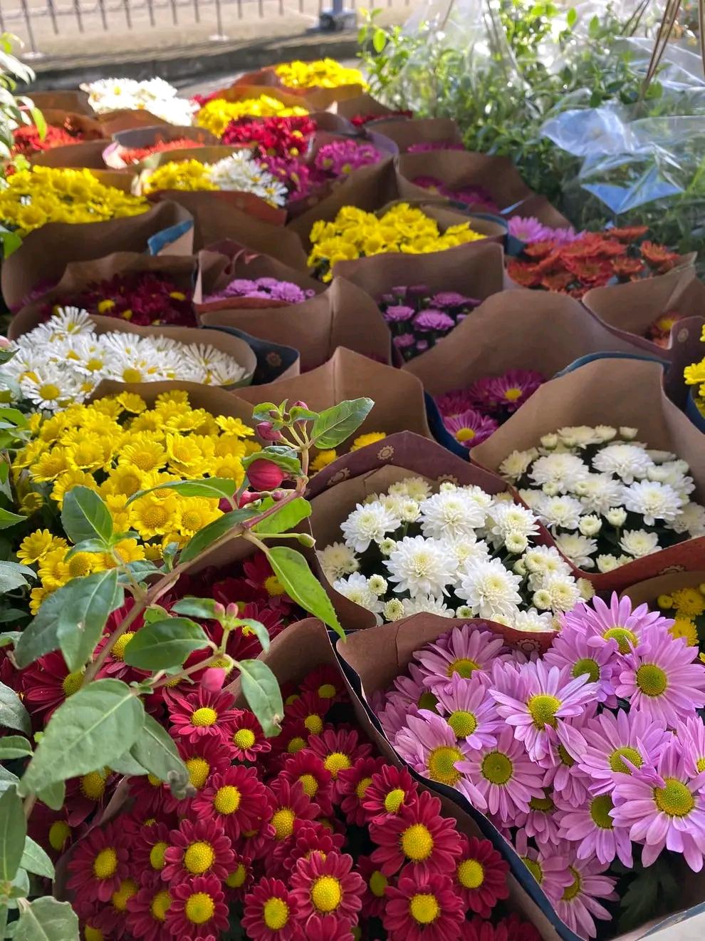 Começa hoje na praça da Matriz a II feira de flores de Holambra 