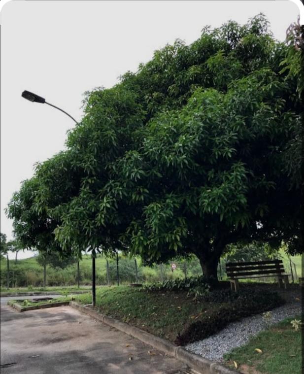 Projeto Plante Aqui