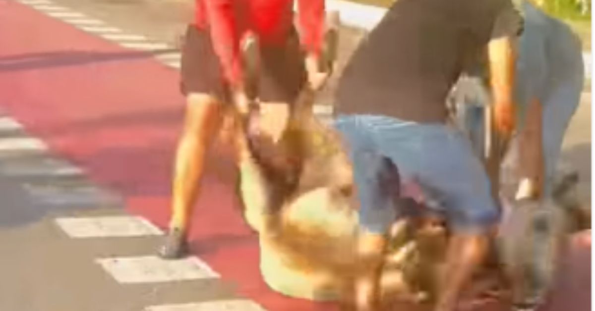 Cavalo é atropelado na Avenida Centenário, em Belém — imagem 1