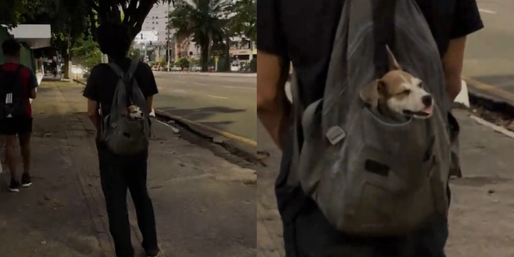 Cachorro tirando cochilo na mochila do tutor, em Belém, viraliza na web — imagem 1