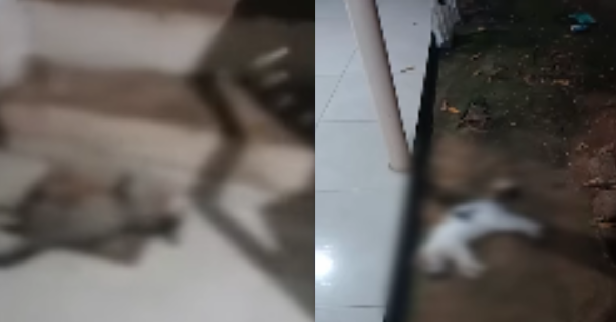 19 gatos morrem com suspeita de envenenamento em Parauapebas, no Pará — imagem 1