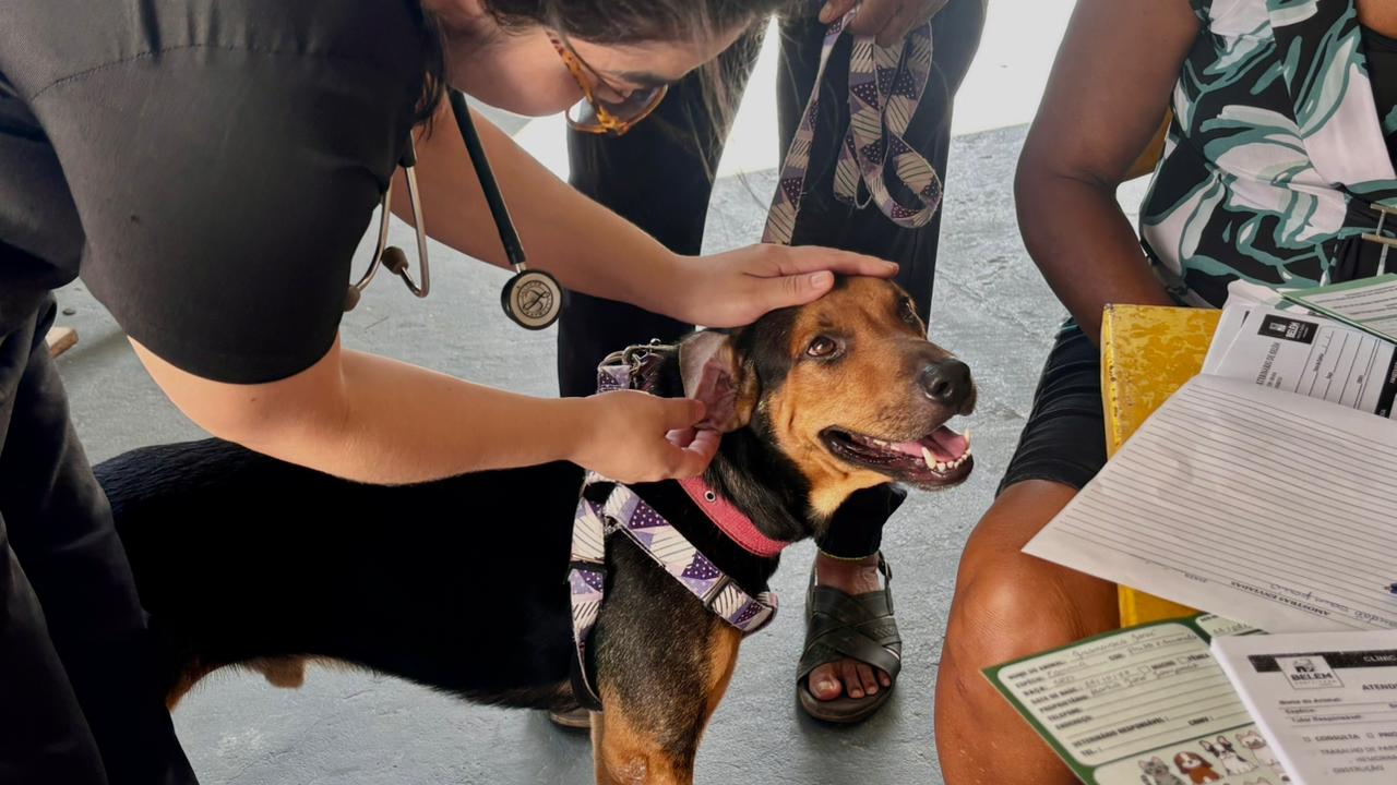 Ação oferece serviços gratuitos para cães e gatos no Jurunas — imagem 1